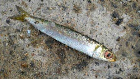 ファミリーフィッシングでGET！！