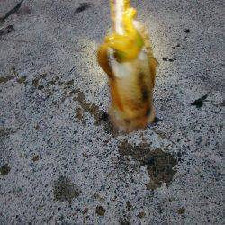 今シーズン初エギング