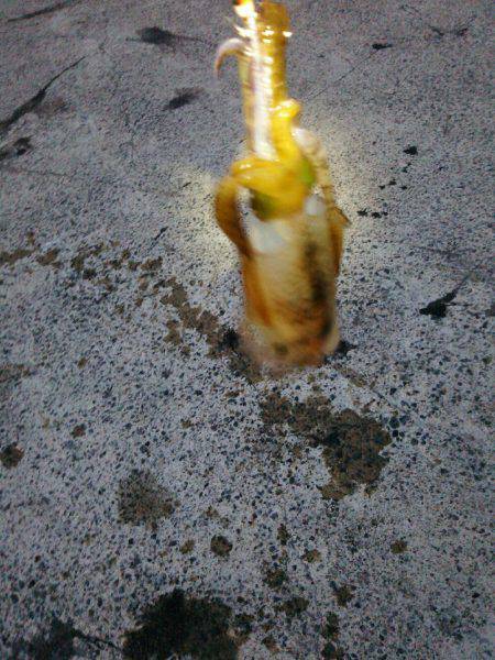 今シーズン初エギング