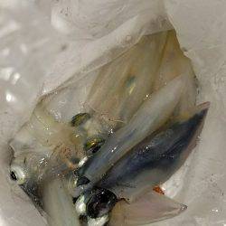 今年初エギング！