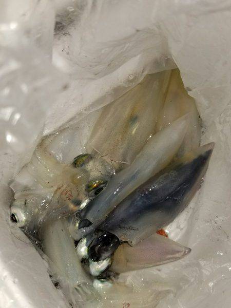 今年初エギング！