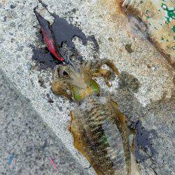 ウキウキエギング釣行♪