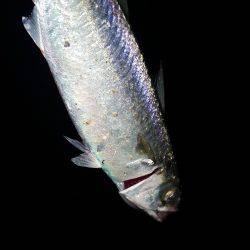 ワインドジャンキー引退します。