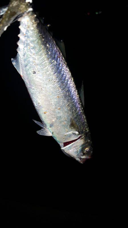 ワインドジャンキー引退します。