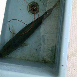 釣れていたはずのハマチ釣り