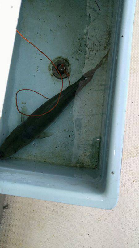 釣れていたはずのハマチ釣り