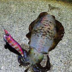 爆釣アオリイカ