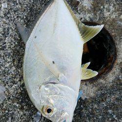 メッキ釣り(エバ)