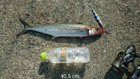 釣れて満足でも課題が残る釣行