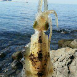 休日のエギング