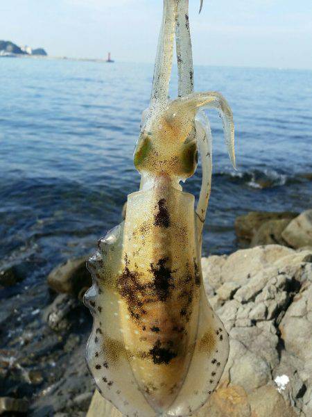 休日のエギング