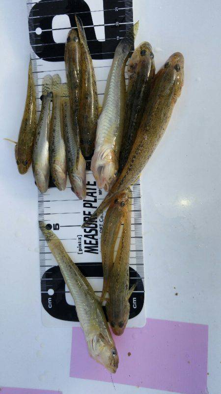 武庫川のはぜつり