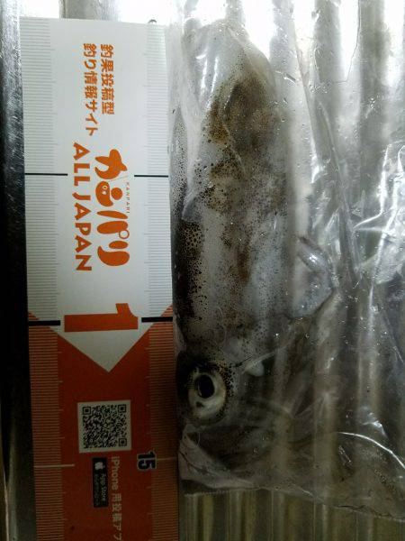 なんてこったい！