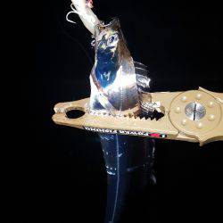 ショートバイトの中‼