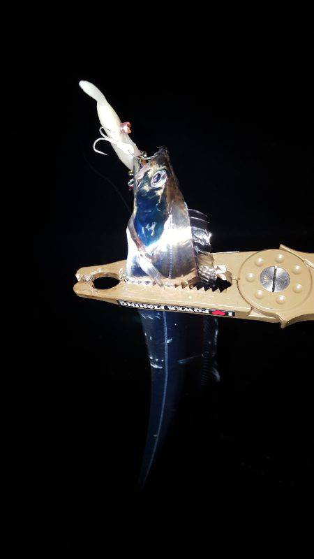 ショートバイトの中‼