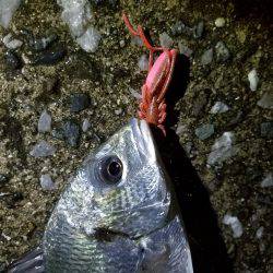 チヌ、シーバス