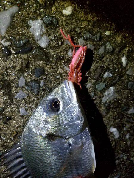 チヌ、シーバス