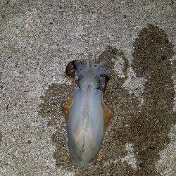 台風後エギング