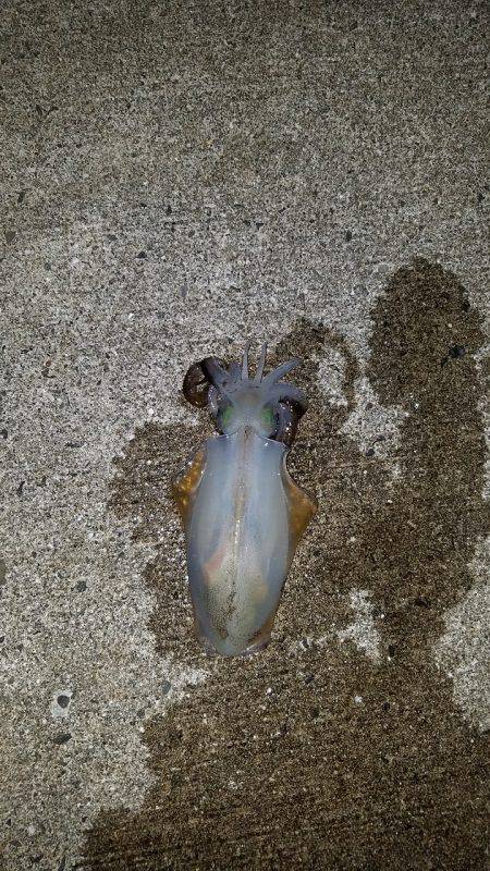 台風後エギング