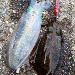 アオリイカ連発