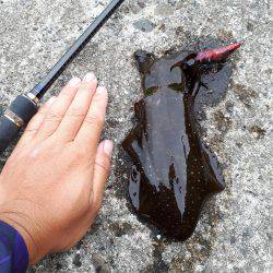 風なくてやりやすいエギング