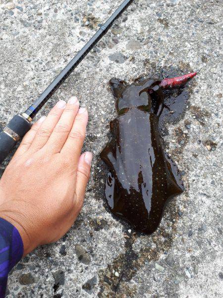 風なくてやりやすいエギング