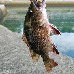 マングローブジャック、ギンガメアジ