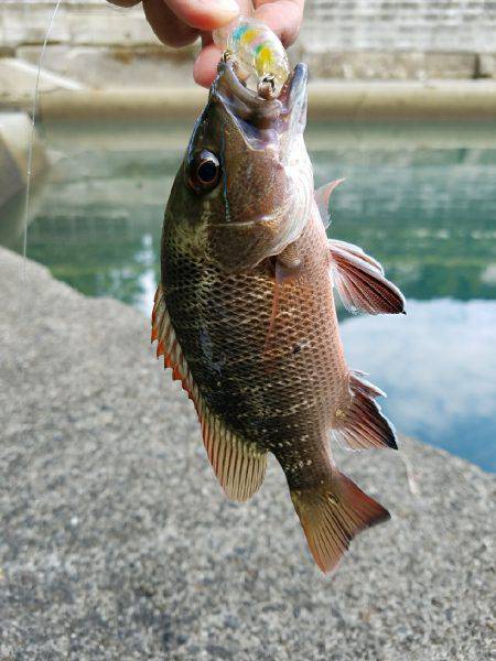 マングローブジャック、ギンガメアジ