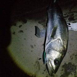 シーバスフィッシング