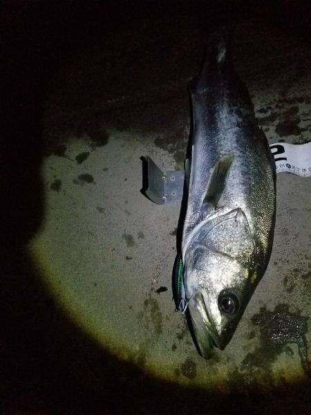 シーバスフィッシング