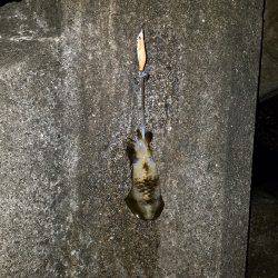 サイズアップ秋イカ