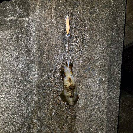 サイズアップ秋イカ