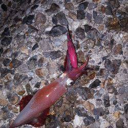 秋アオリ満喫？