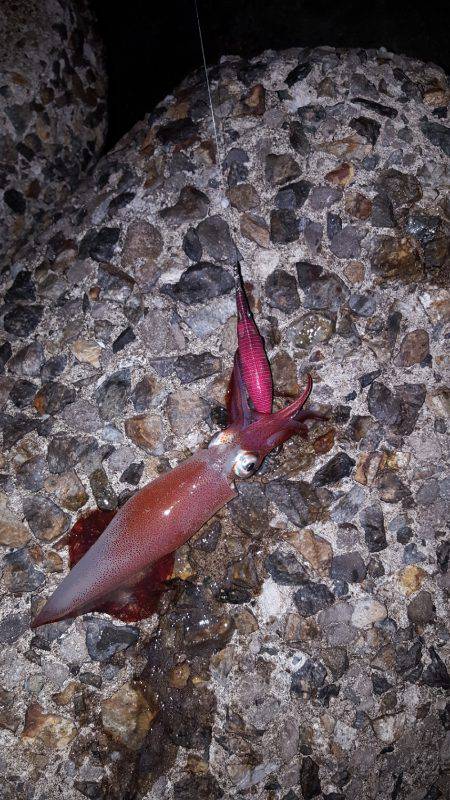 秋アオリ満喫？