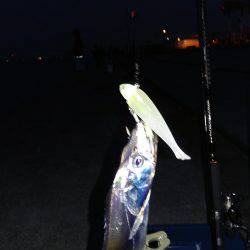 神戸渡船さんに乗りまして