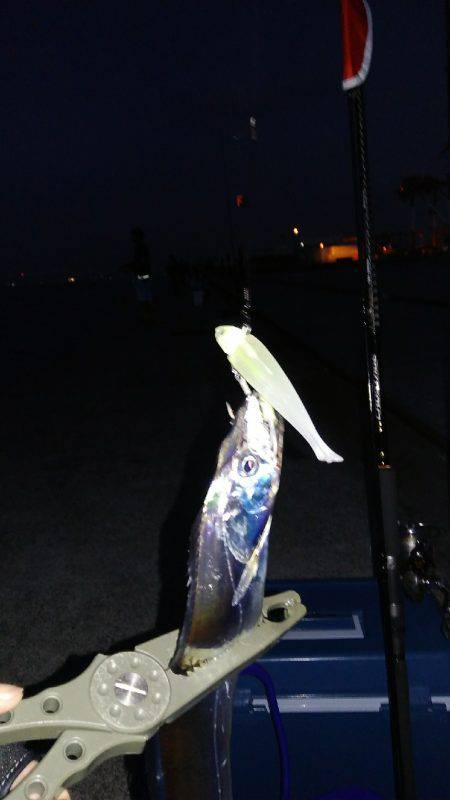 神戸渡船さんに乗りまして