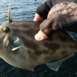 ポーアイ沖堤釣行