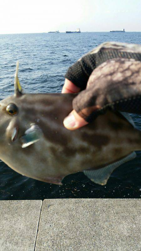 ポーアイ沖堤釣行