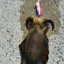 気合い入れてのエギング！