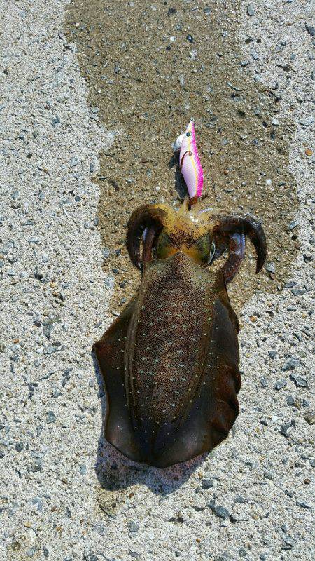 気合い入れてのエギング！