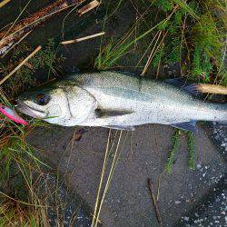 シーバスフィッシング