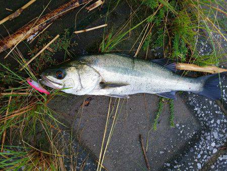 シーバスフィッシング