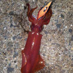 雨の中エギング！