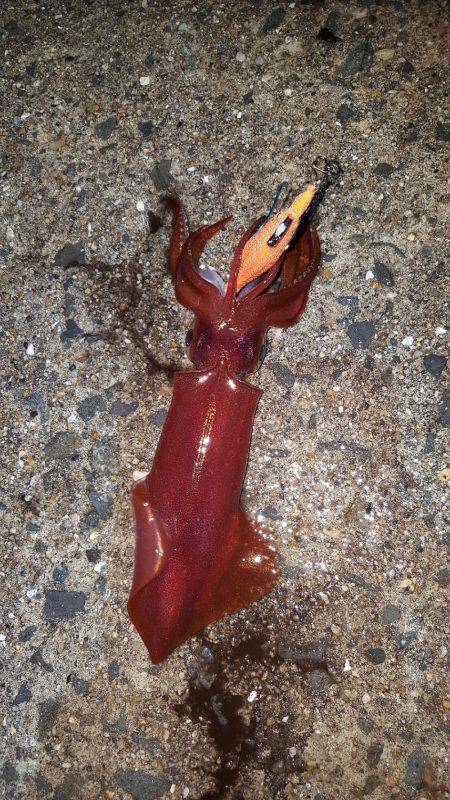 雨の中エギング！