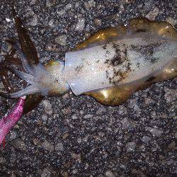 秋アオリが釣りたい～season3～