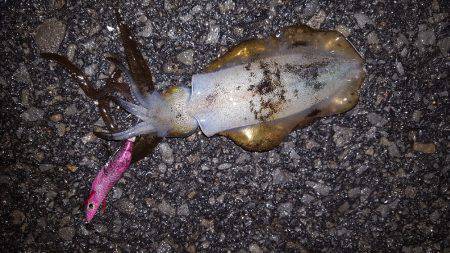 秋アオリが釣りたい～season3～