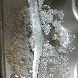 南港太刀魚調査