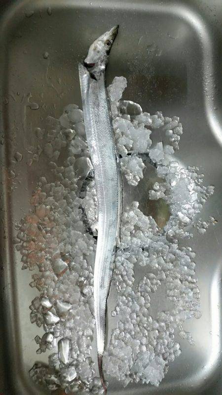 南港太刀魚調査