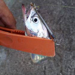 エギとタチウオ