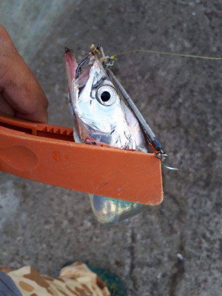 エギとタチウオ